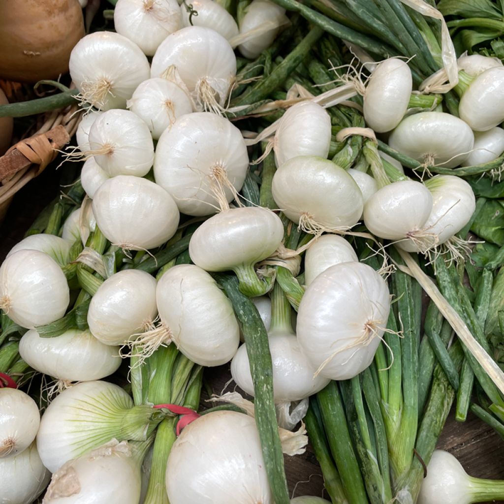 Cipolla bianca Blanc hâtif de Paris