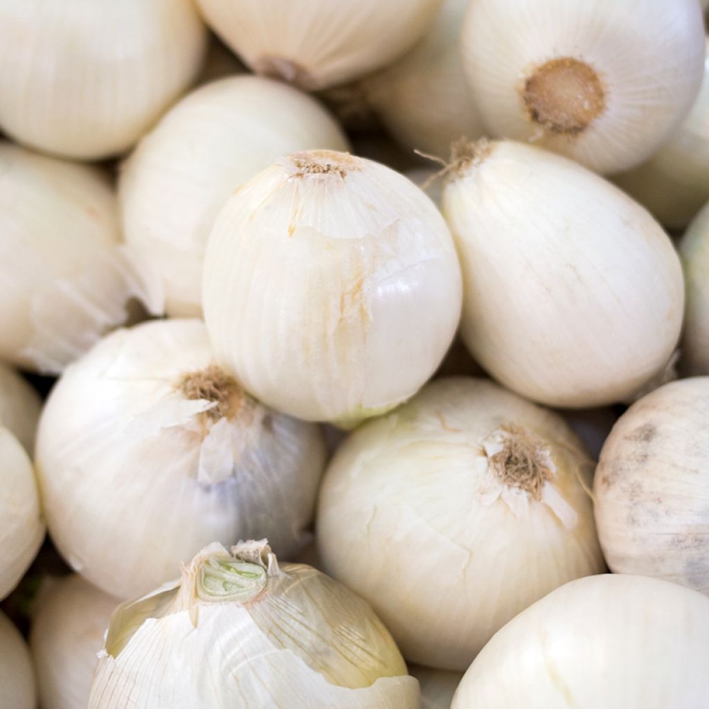 Cipolla bianca Blanc très hâtif de Vaugirard