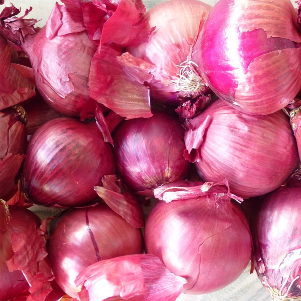 Oignon Rouge Pâle de Niort (Roja de Niort) - Allium cepa