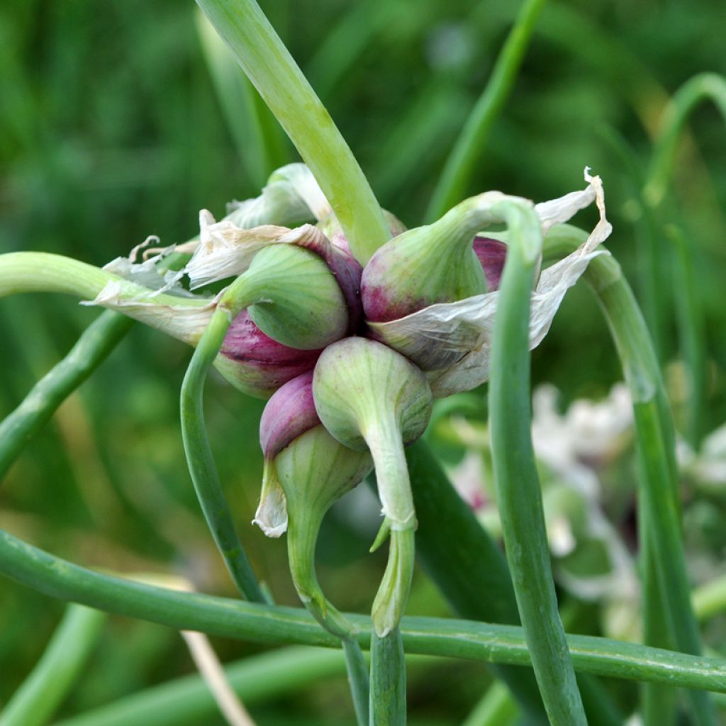 Cipolla egiziana