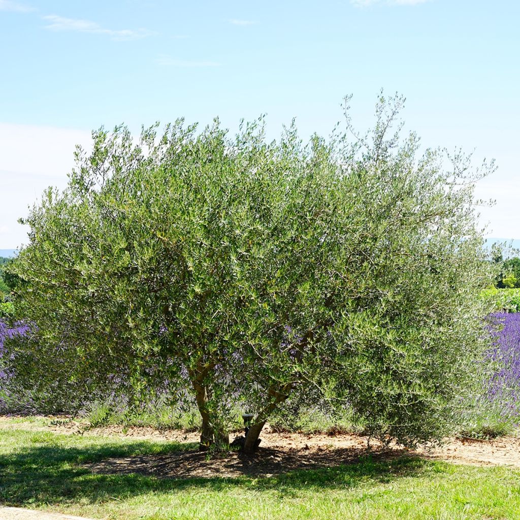 Olea europaea - Olivo