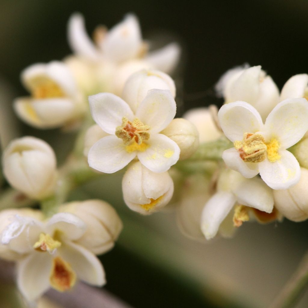 Olea europaea - Olivo