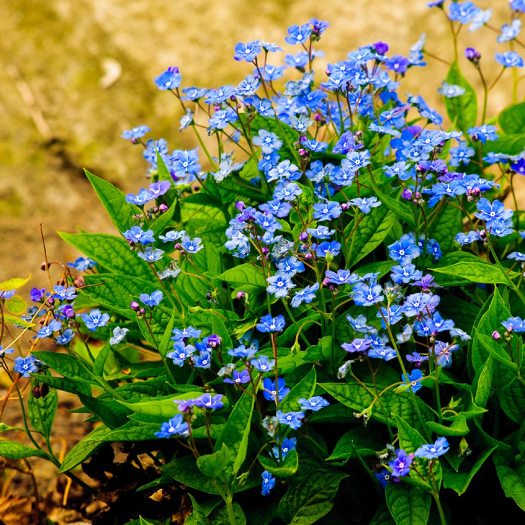 Omphalodes verna - Borrana primaverile