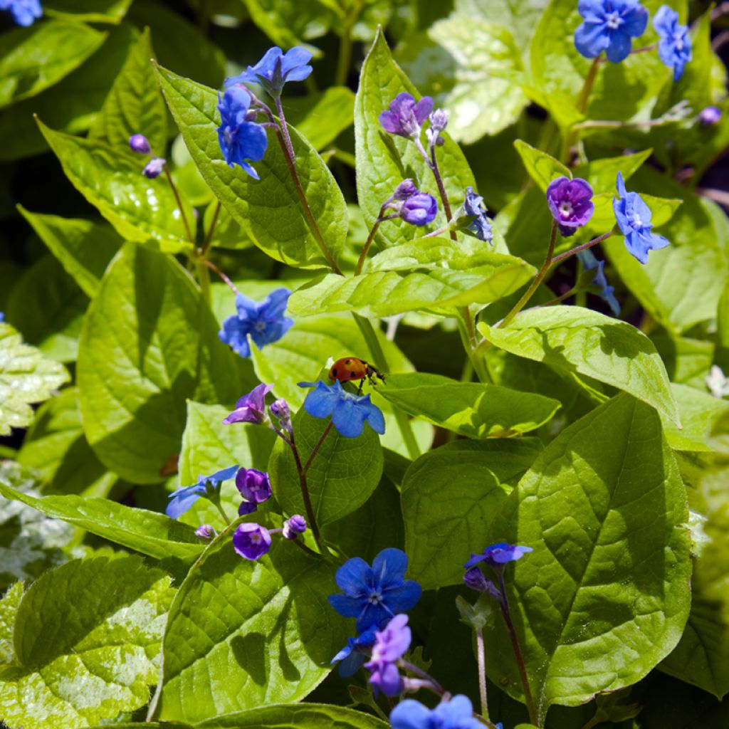 Omphalodes verna - Borrana primaverile