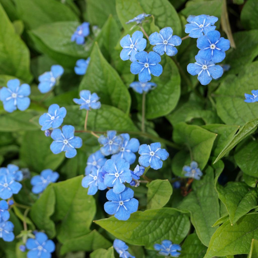 Omphalodes verna - Borrana primaverile