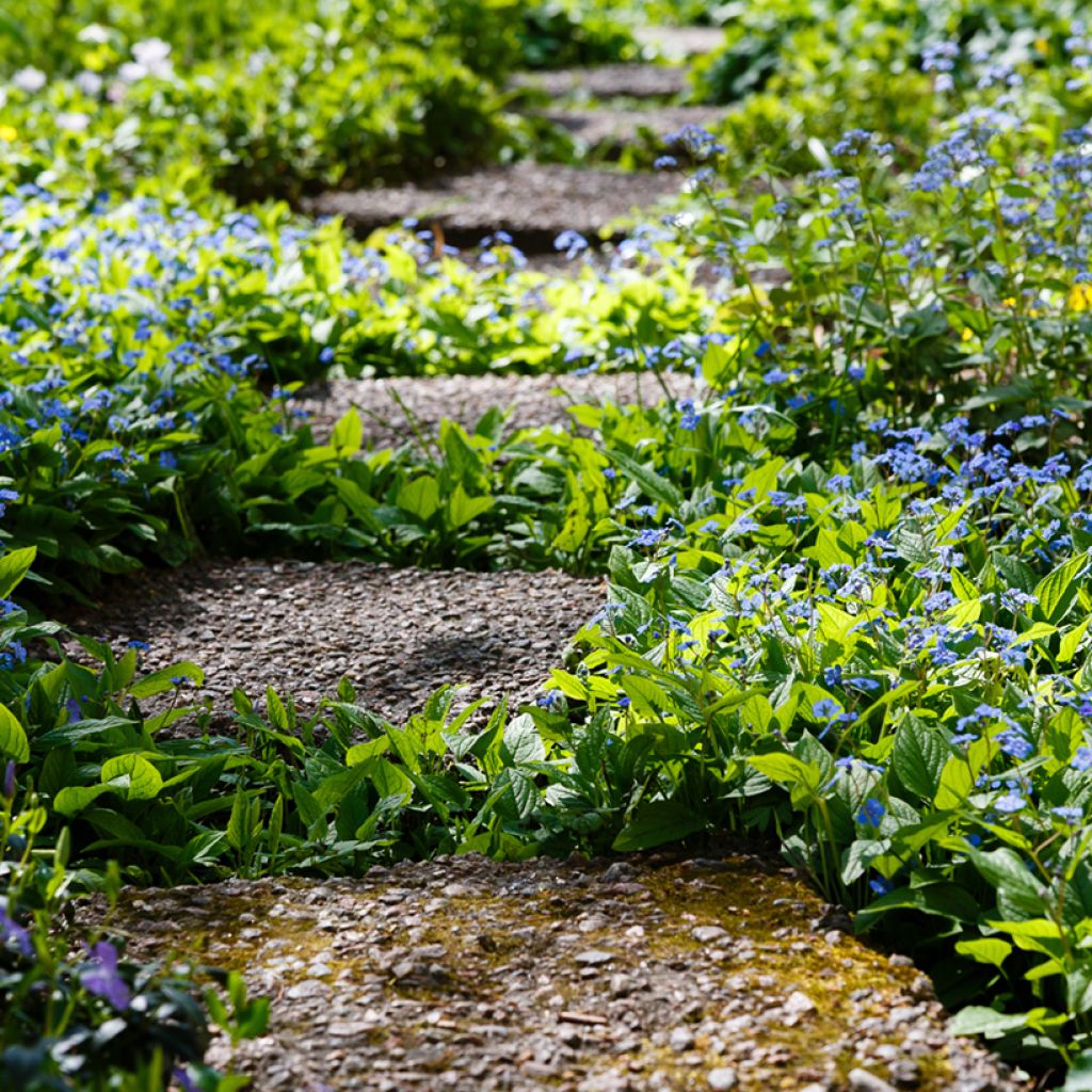 Omphalodes verna - Borrana primaverile