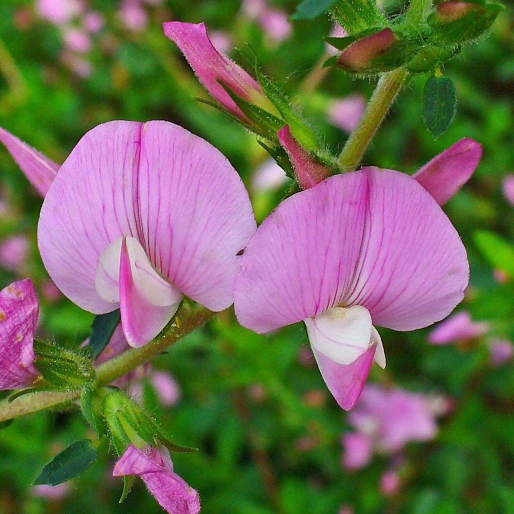 Ononis spinosa - Bugrane épineuse.