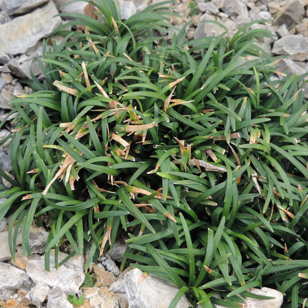 Ophiopogon japonicus Minor - Barbe de serpent ou Herbe aux turquoises