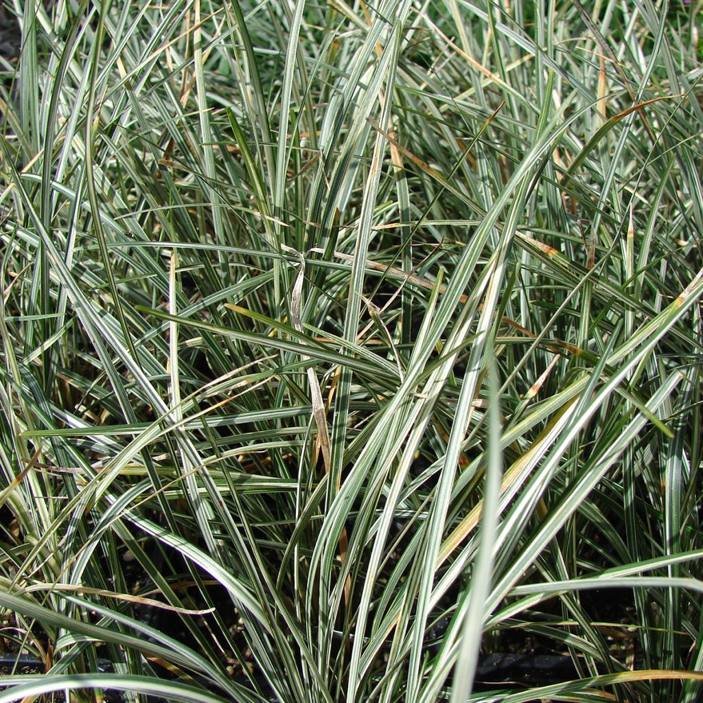 Ophiopogon japonicus Silver Mist - Mughetto giapponese