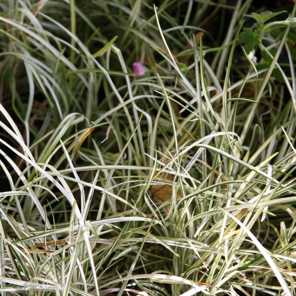 Ophiopogon japonicus Silver Mist - Mughetto giapponese