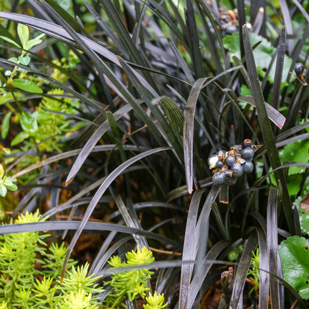 Ophiopogon planiscapus Nigrescens