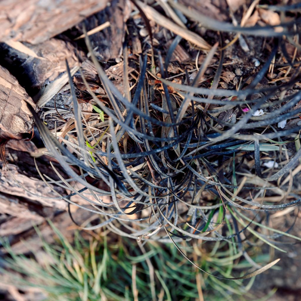 Ophiopogon planiscapus Nigrescens