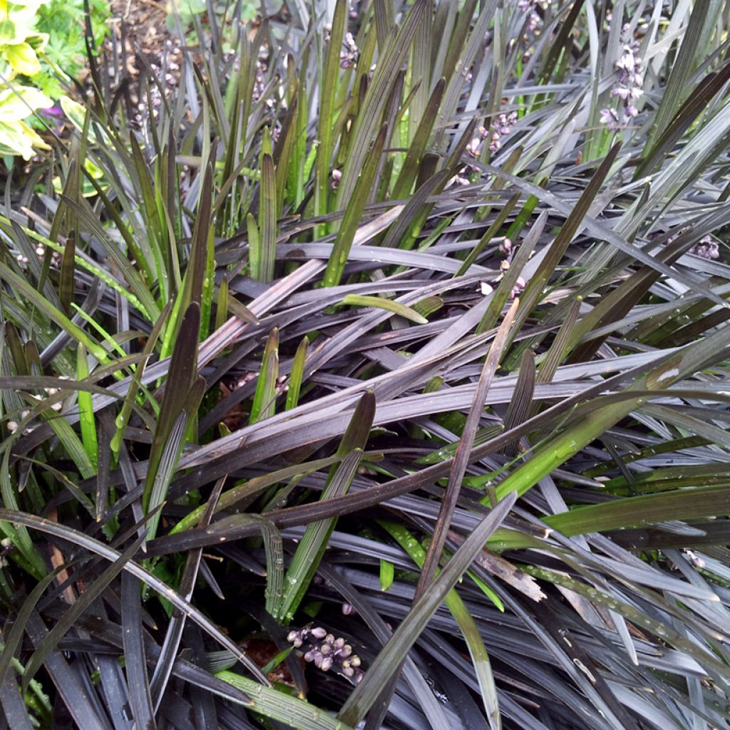 Ophiopogon planiscapus Nigrescens