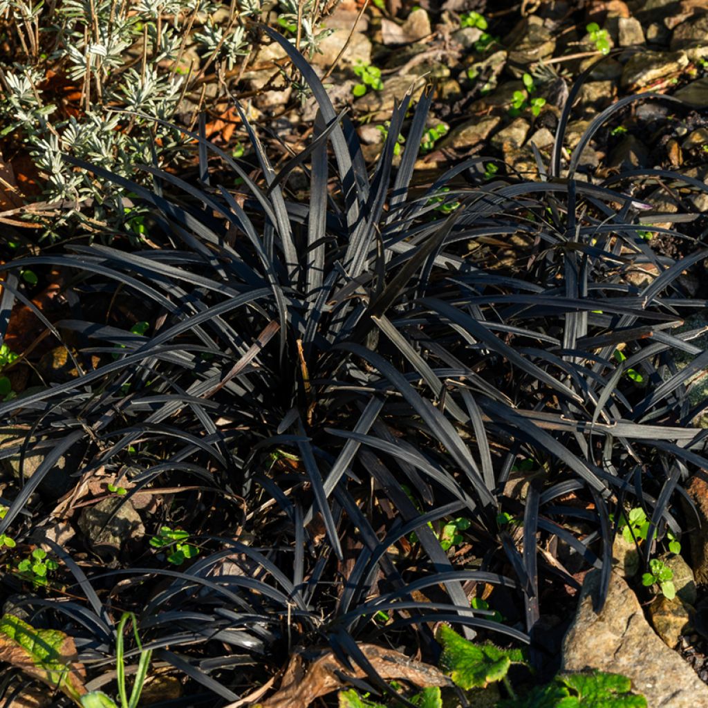 Ophiopogon planiscapus Black Dragon