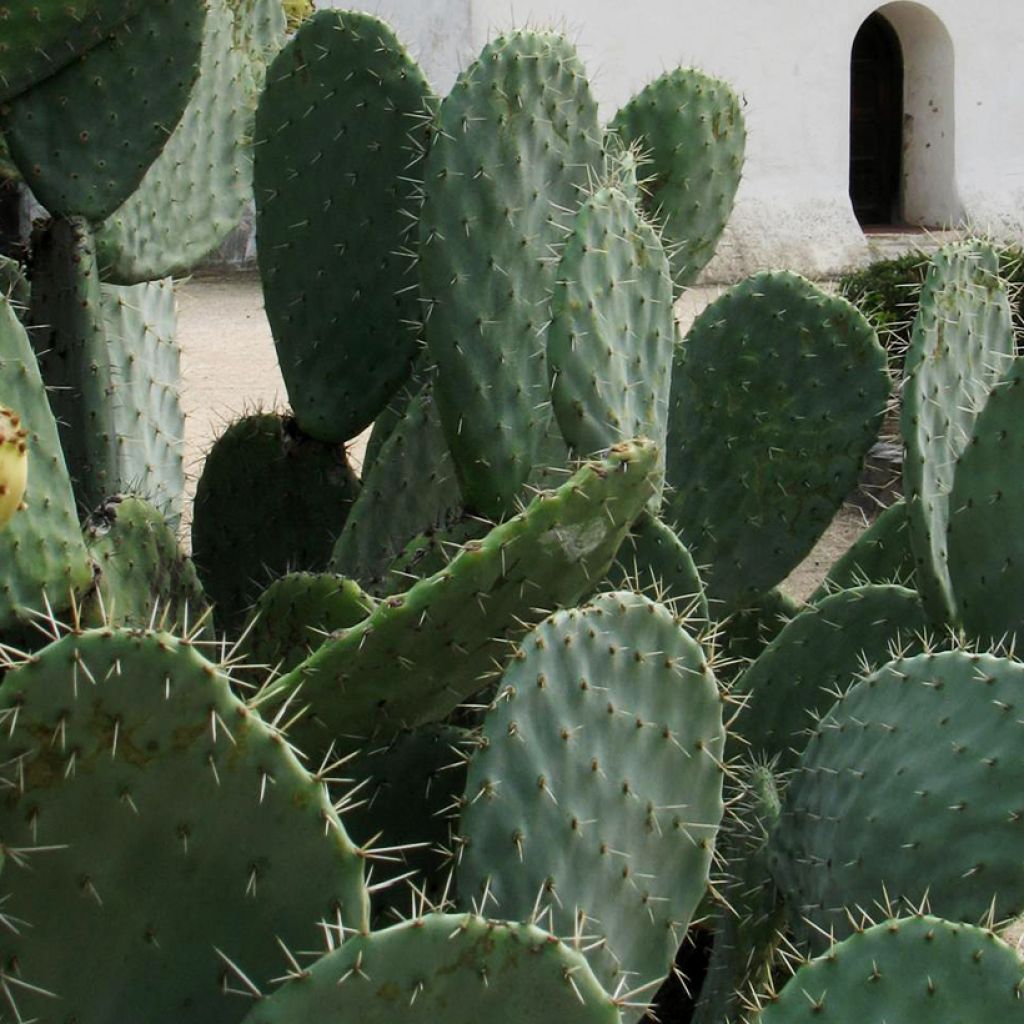 Opuntia engelmannii var. alta