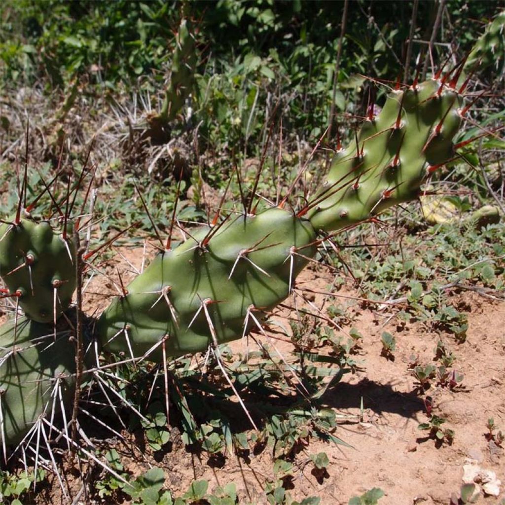 Opuntia anacantha - Fico d'India senza spine