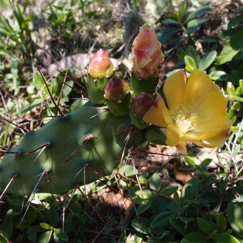 Opuntia anacantha - Fico d'India senza spine