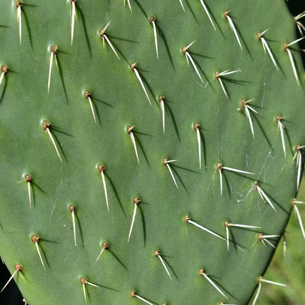 Opuntia anacantha - Fico d'India senza spine