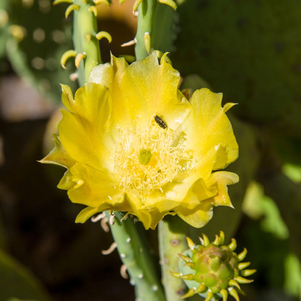 Opuntia cacanapa Ellisiana