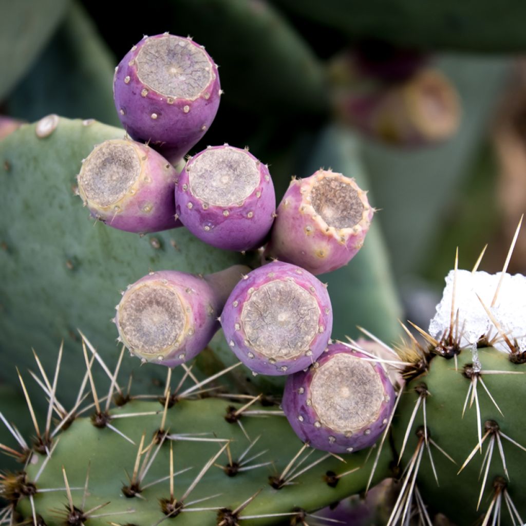 Opuntia cacanapa Ellisiana