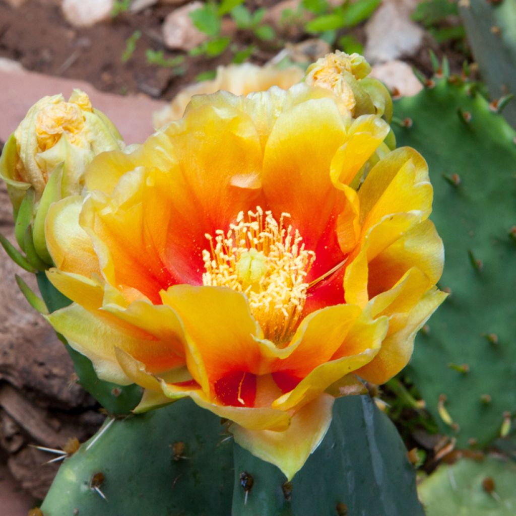 Opuntia dulcis