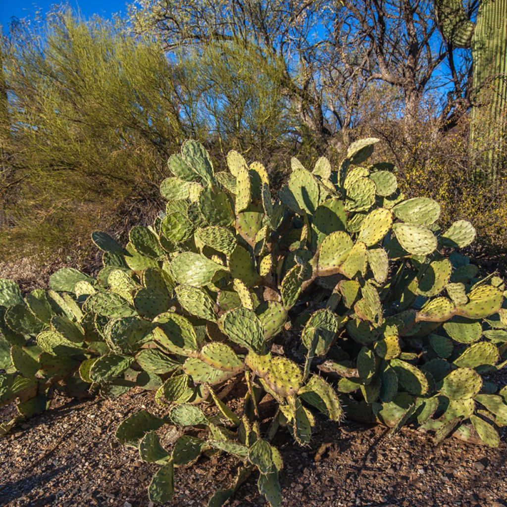 Opuntia engelmannii