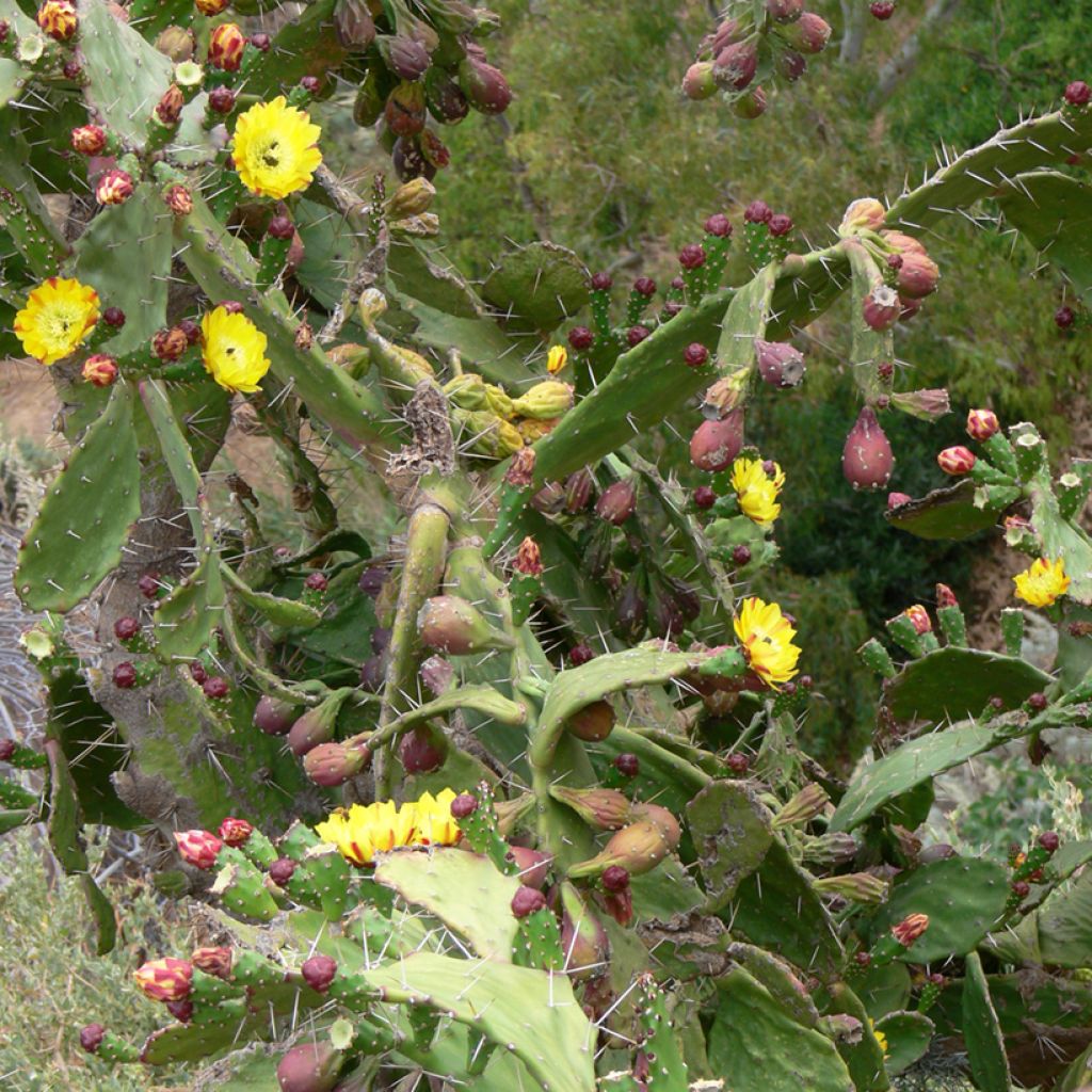 Opuntia howeyi