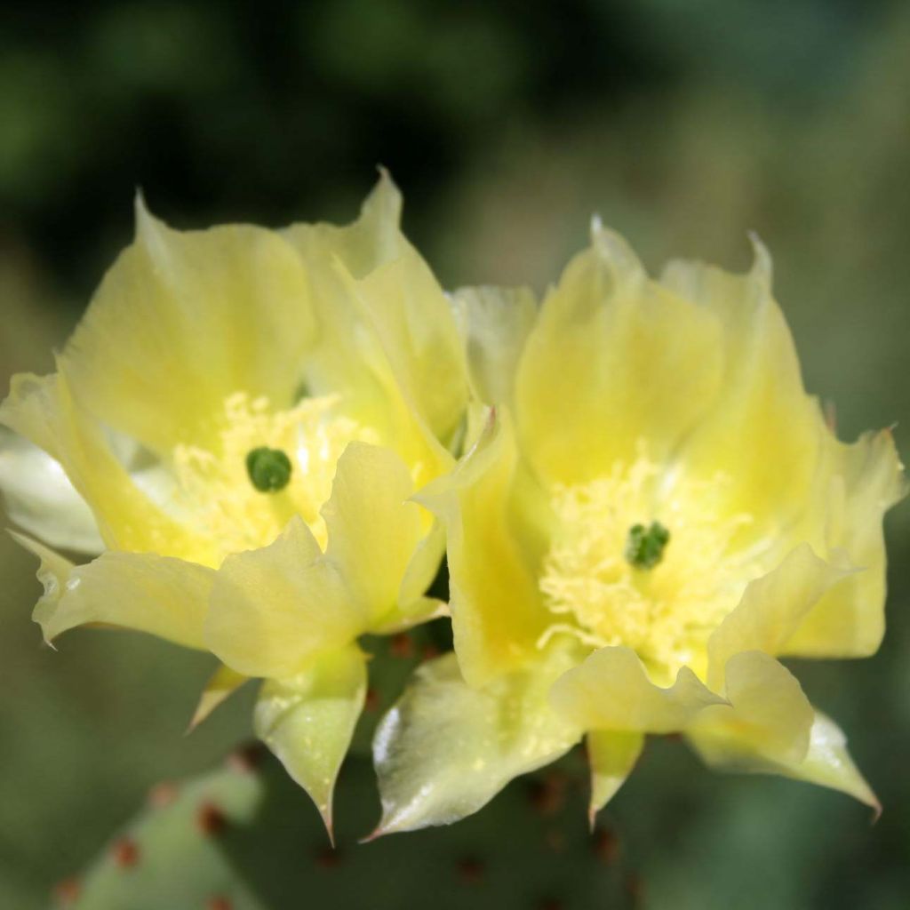 Opuntia microdasys - Oponce