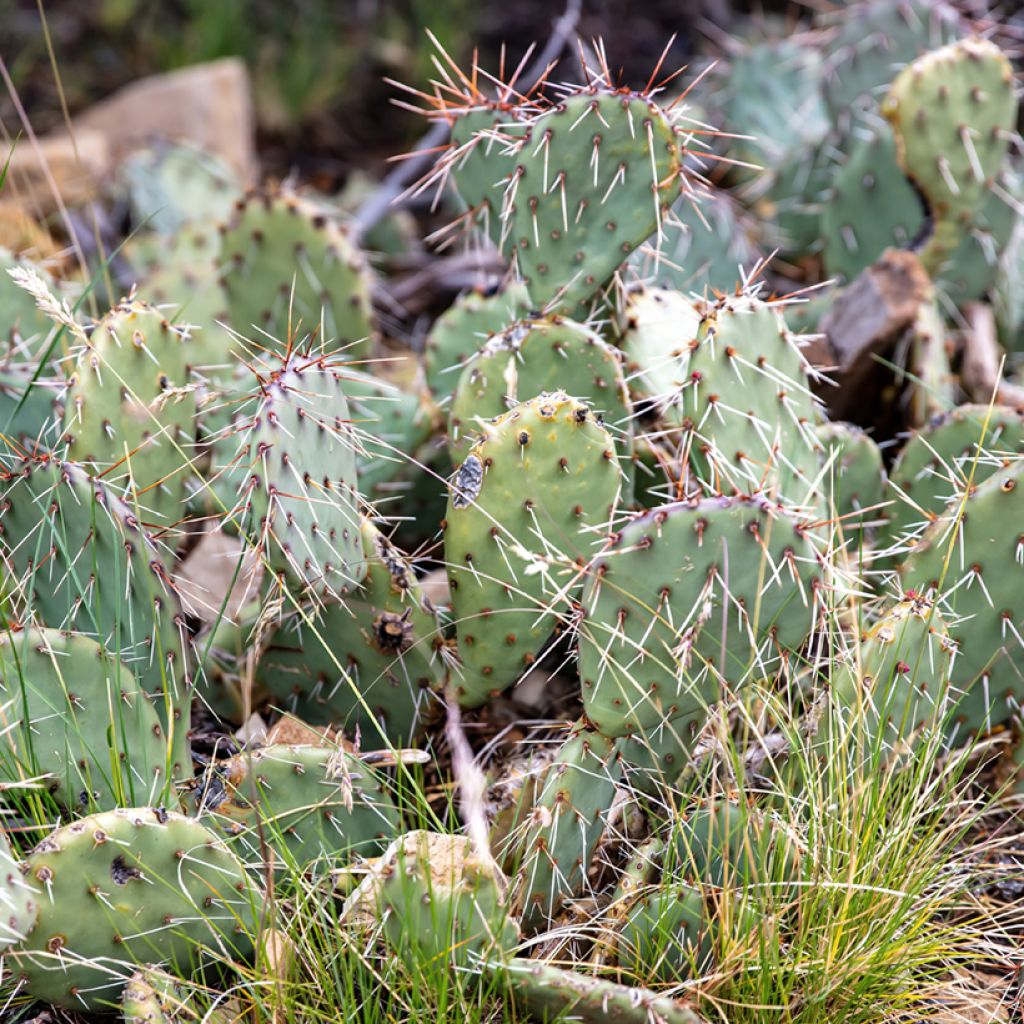 Opuntia phaeacantha Mojavensis