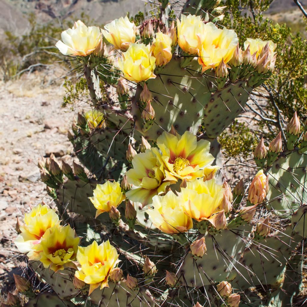 Opuntia phaeacantha Mojavensis