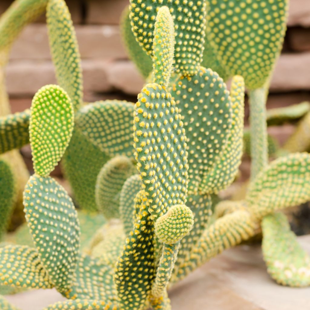 Opuntia rufida