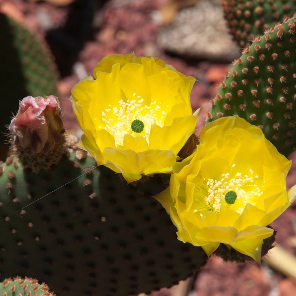 Opuntia rufida