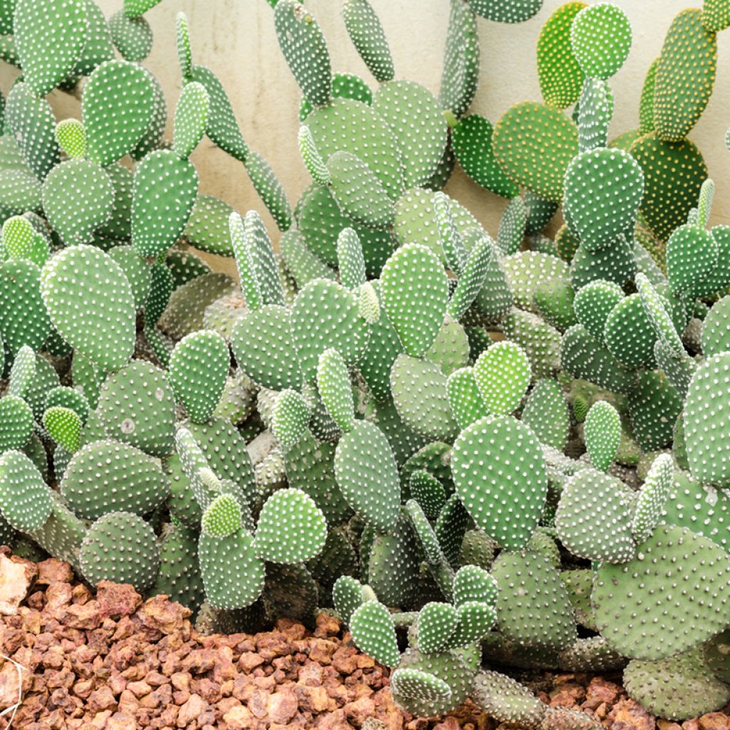 Opuntia rufida