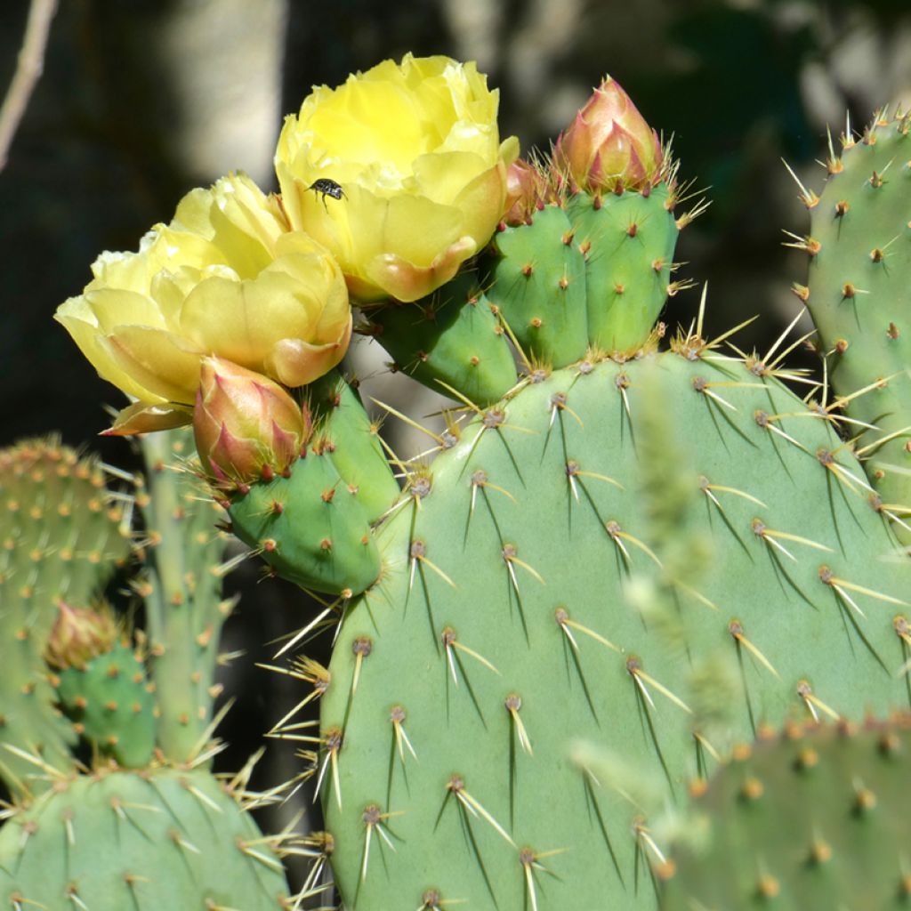 Opuntia scheeri