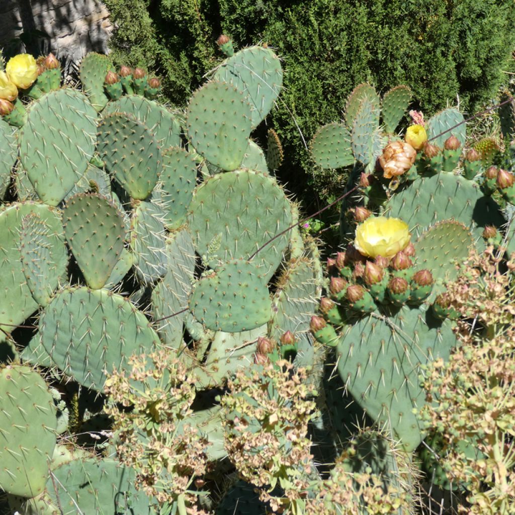 Opuntia scheeri