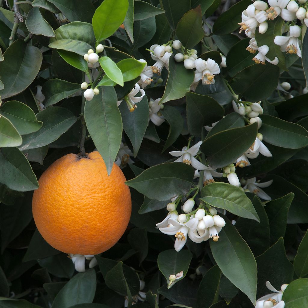 Citrus sinensis Oranger - Arancio