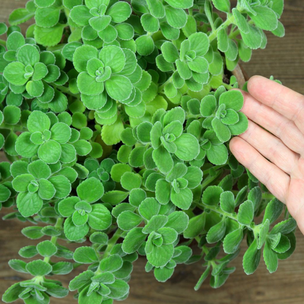 Origano cubano - Plectranthus amboinicus