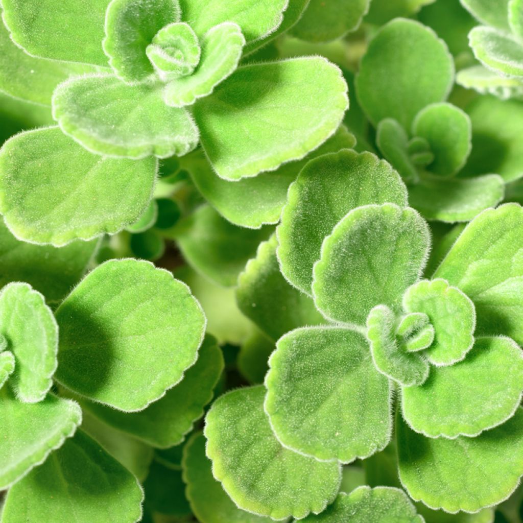 Origano cubano - Plectranthus amboinicus