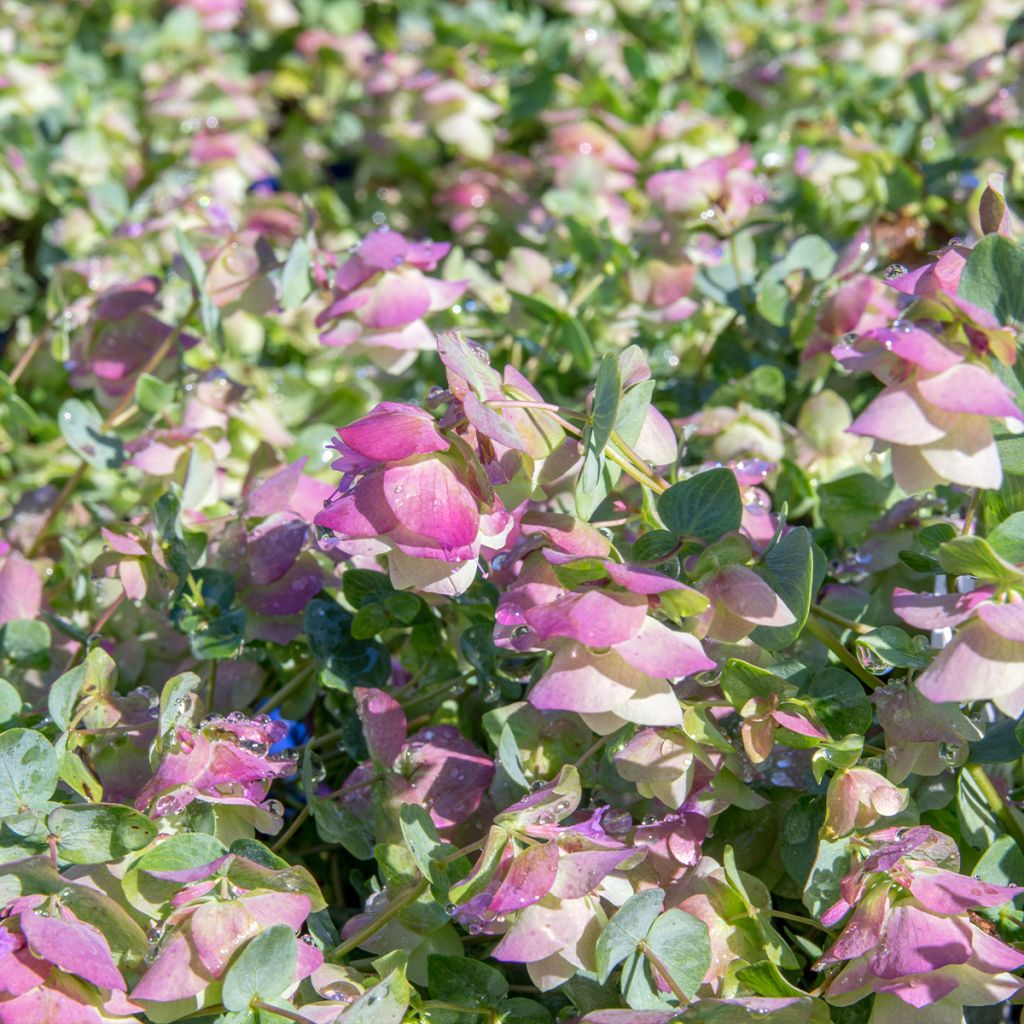 Origanum majorana Pagoda Bells