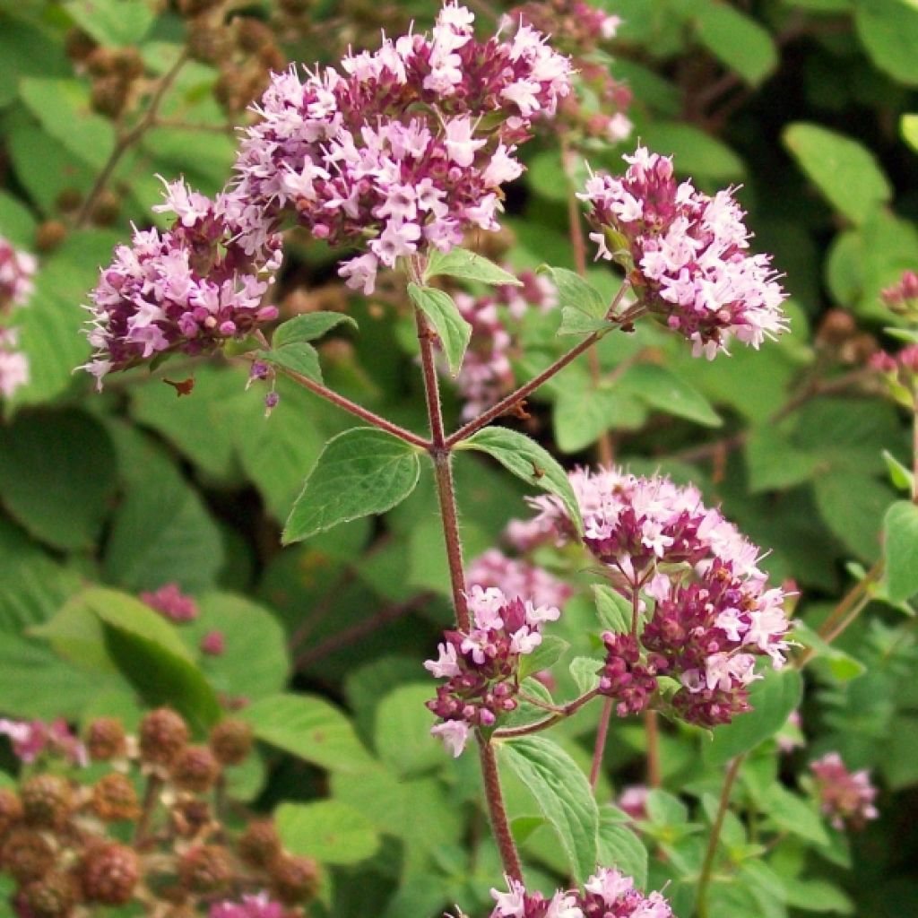 Origan commun ou Marjolaine - Origanum vulgare Compactum