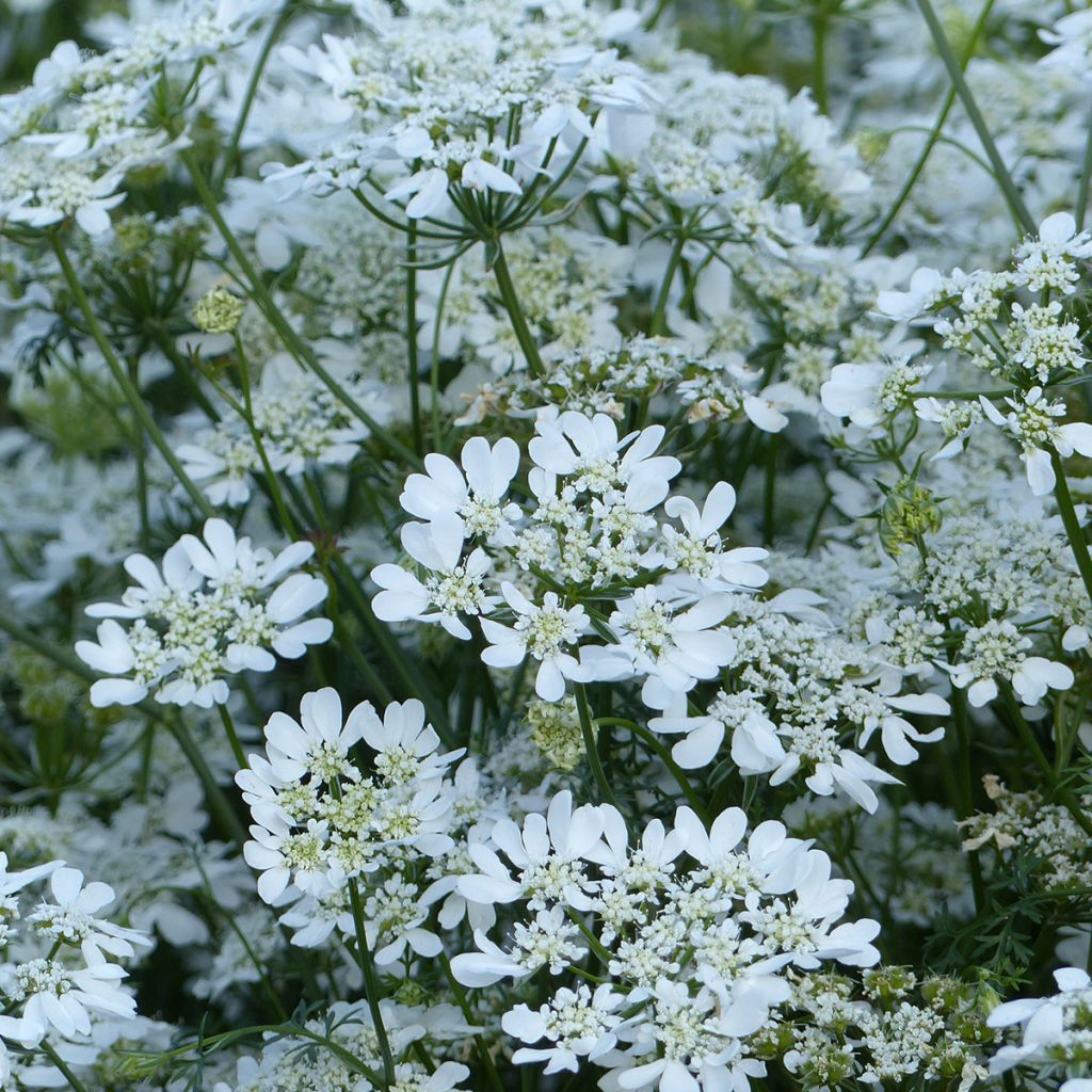 Orlaya grandiflora - Lappola bianca