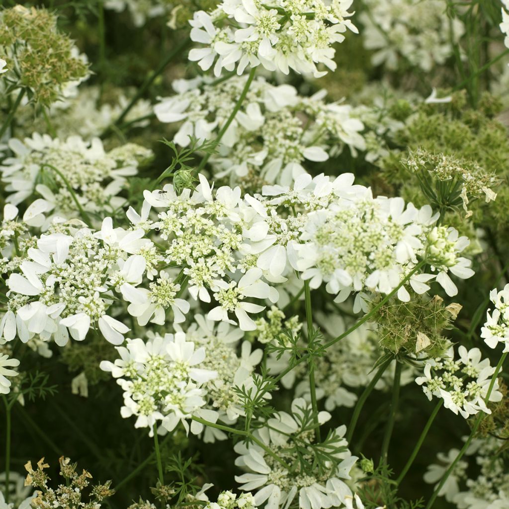 Orlaya grandiflora - Lappola bianca