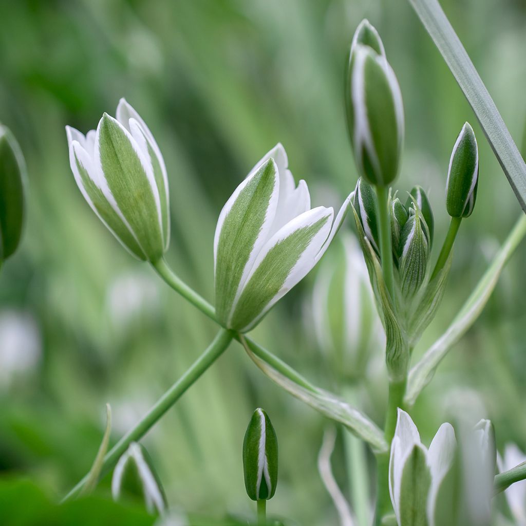 Ornithogale umbellatum - Dame d'onze heures