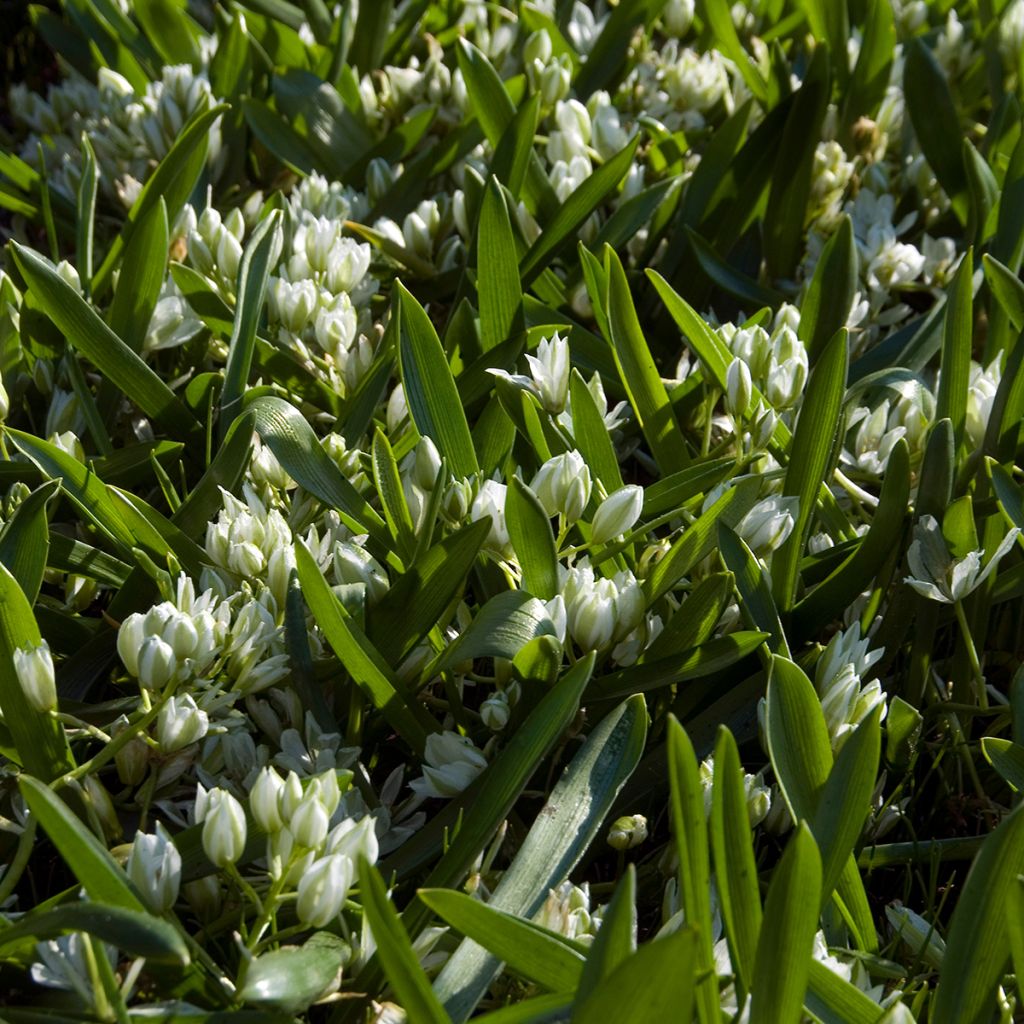 Ornithogalum balansae - Ornithogale