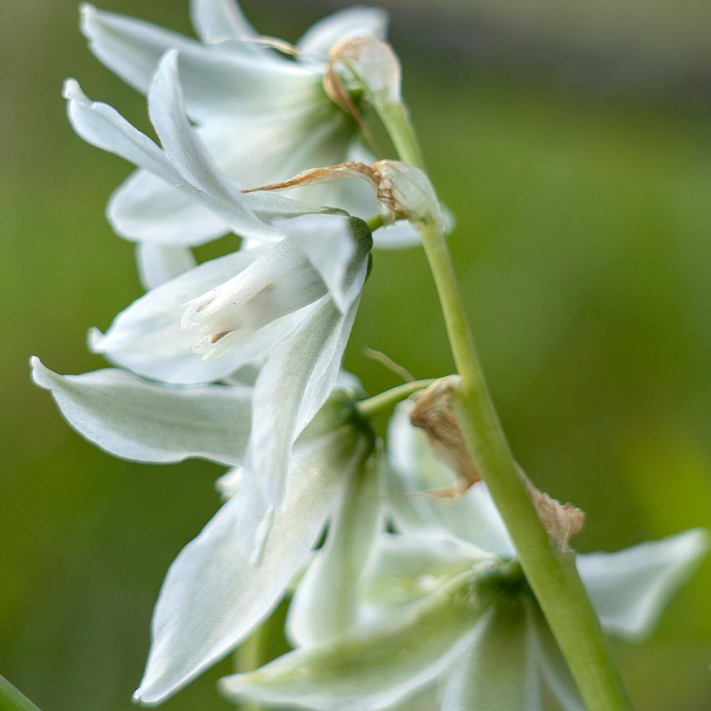 Ornithogalum nutans - Ornithogale penché