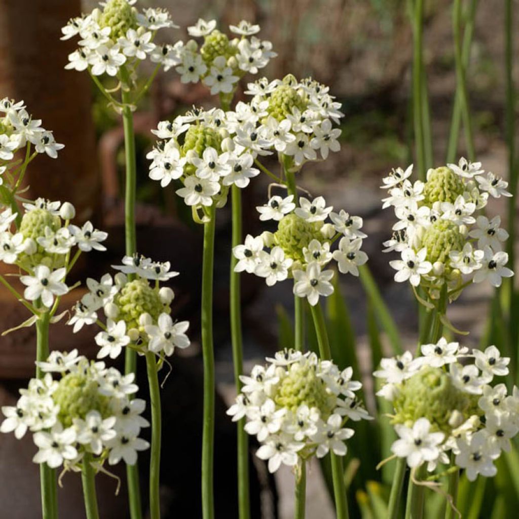 Ornithogalum saundersiae