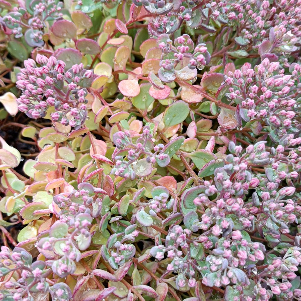 Sedum cauticola Lidakense - Orpin