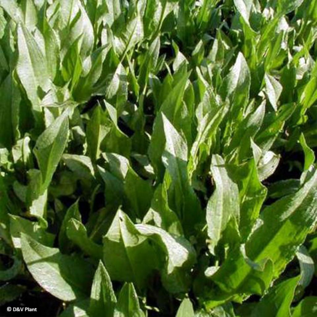 Oseille Epinard - Rumex patientia