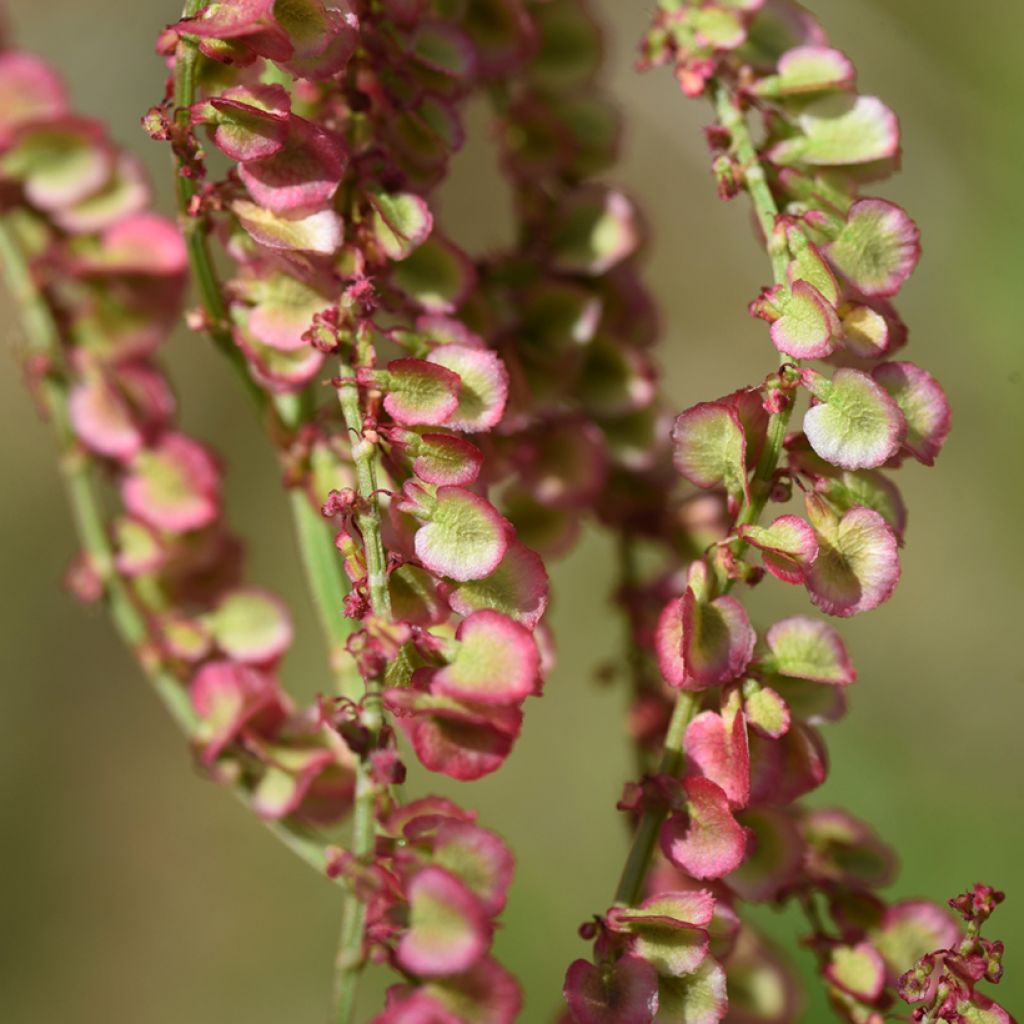 Acetosa selvatica - semi