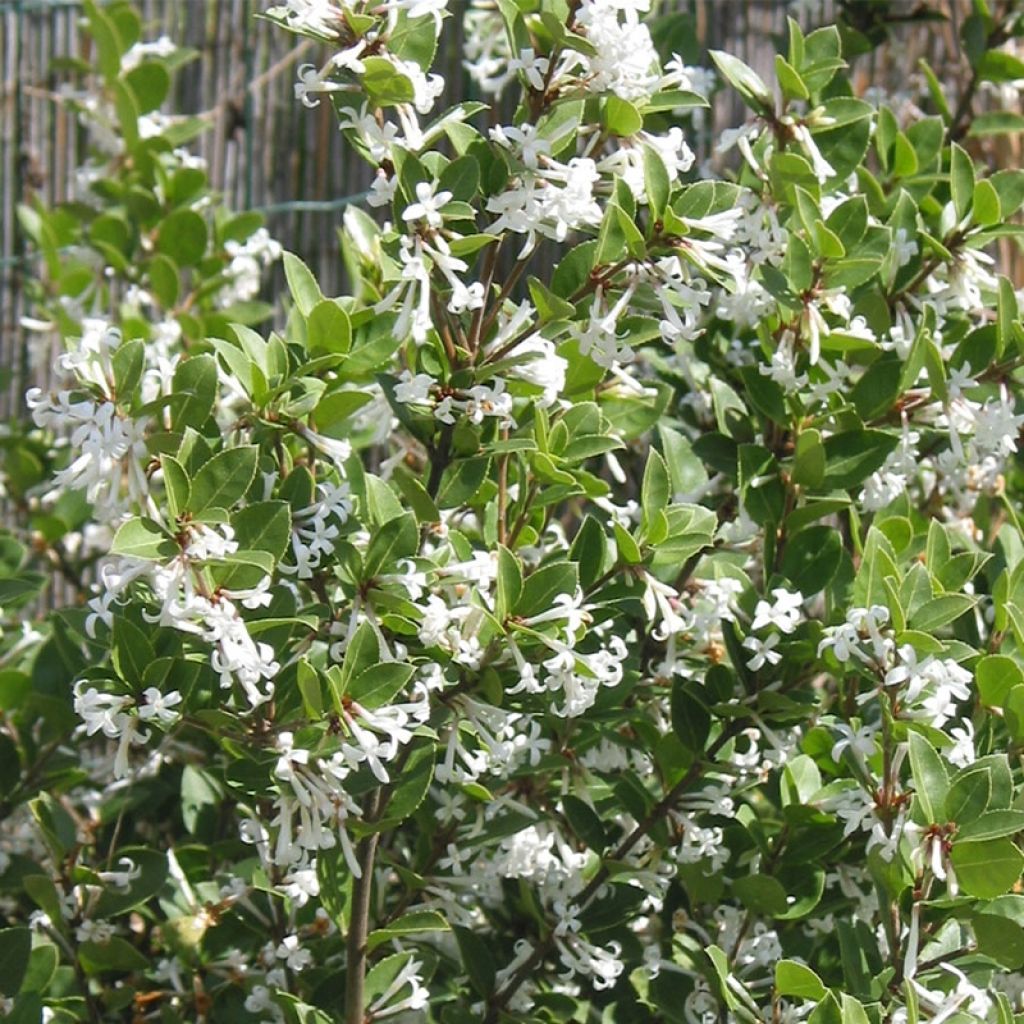 Osmanthus Heaven Scent - Osmanthe